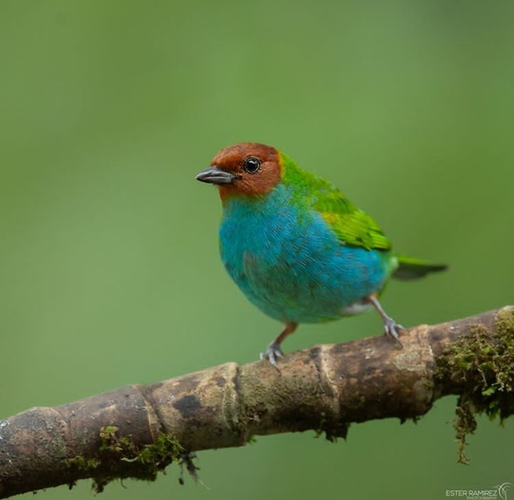 Bird