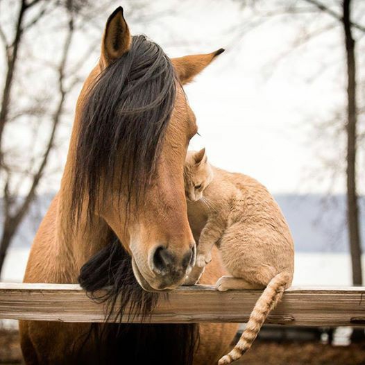 ~♡ Differences can be enchanting when you can see beyond ♡~