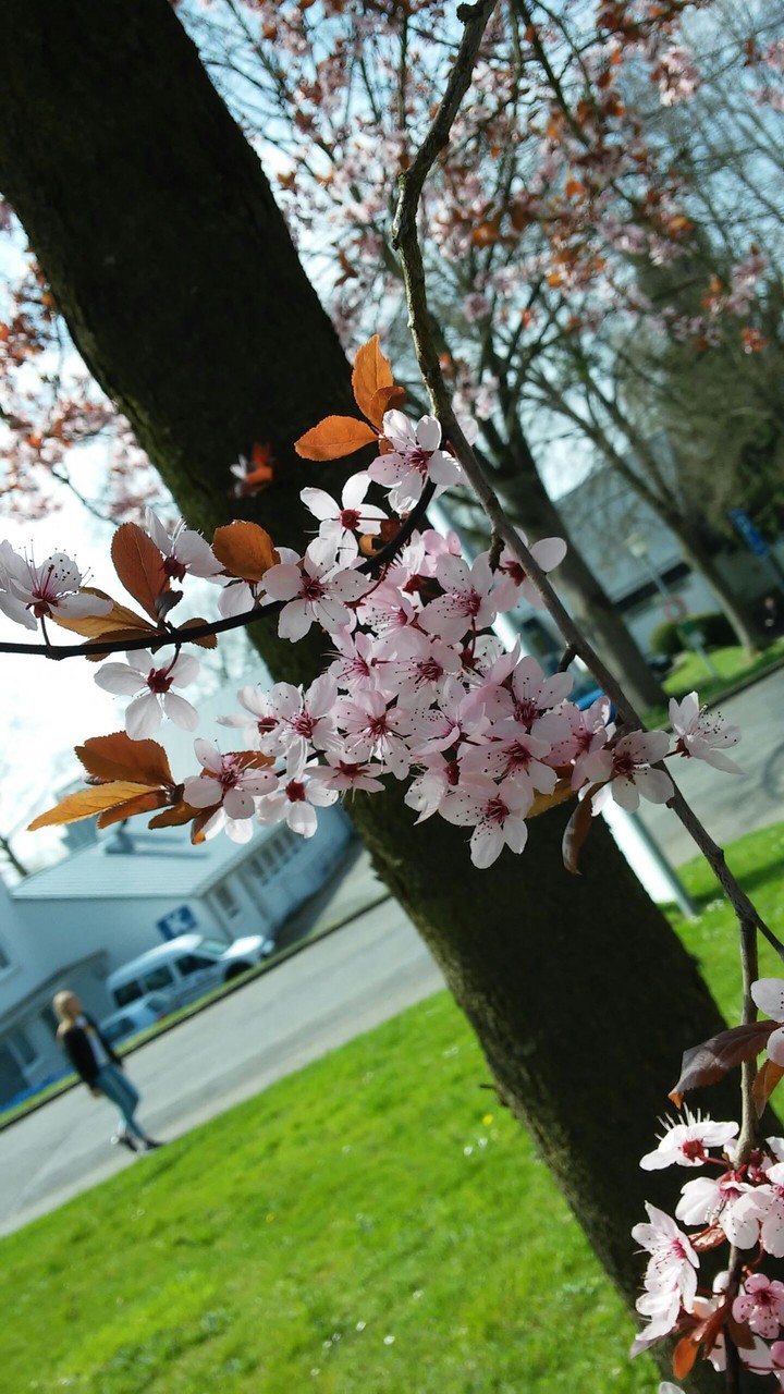 Cherry Blossom