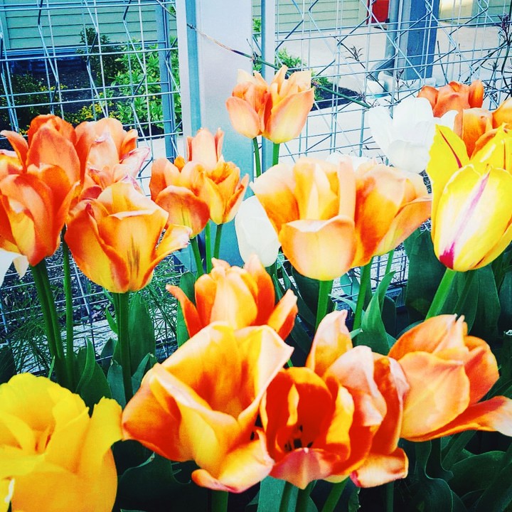 flowers