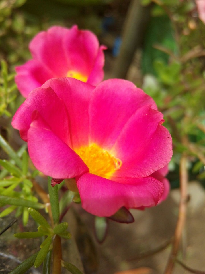 pink