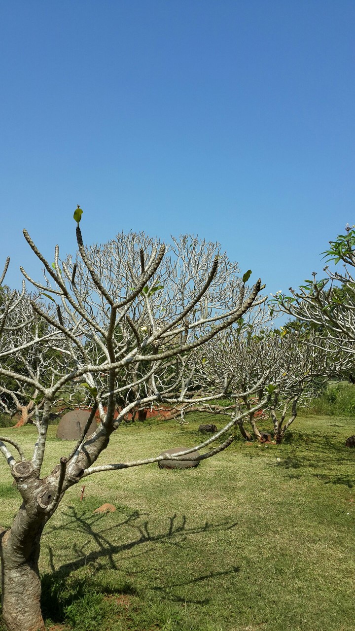 Skel Tree