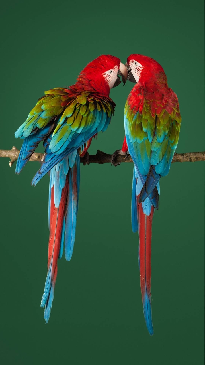 parrot
