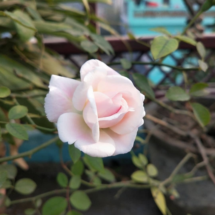 beautiful rose on the balcony 