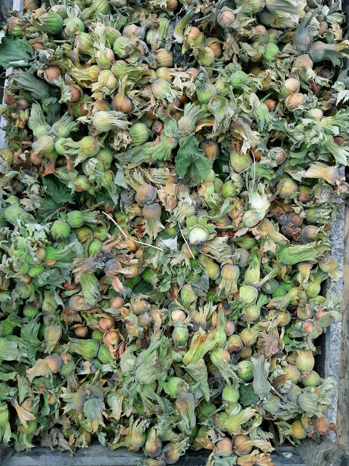 лесной орех (nuts)