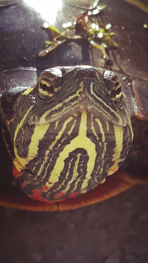box turtle