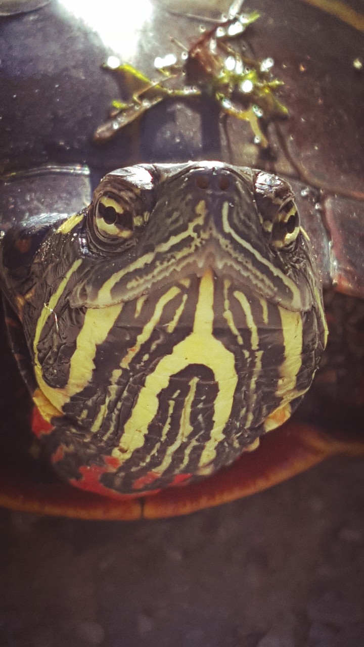 box turtle