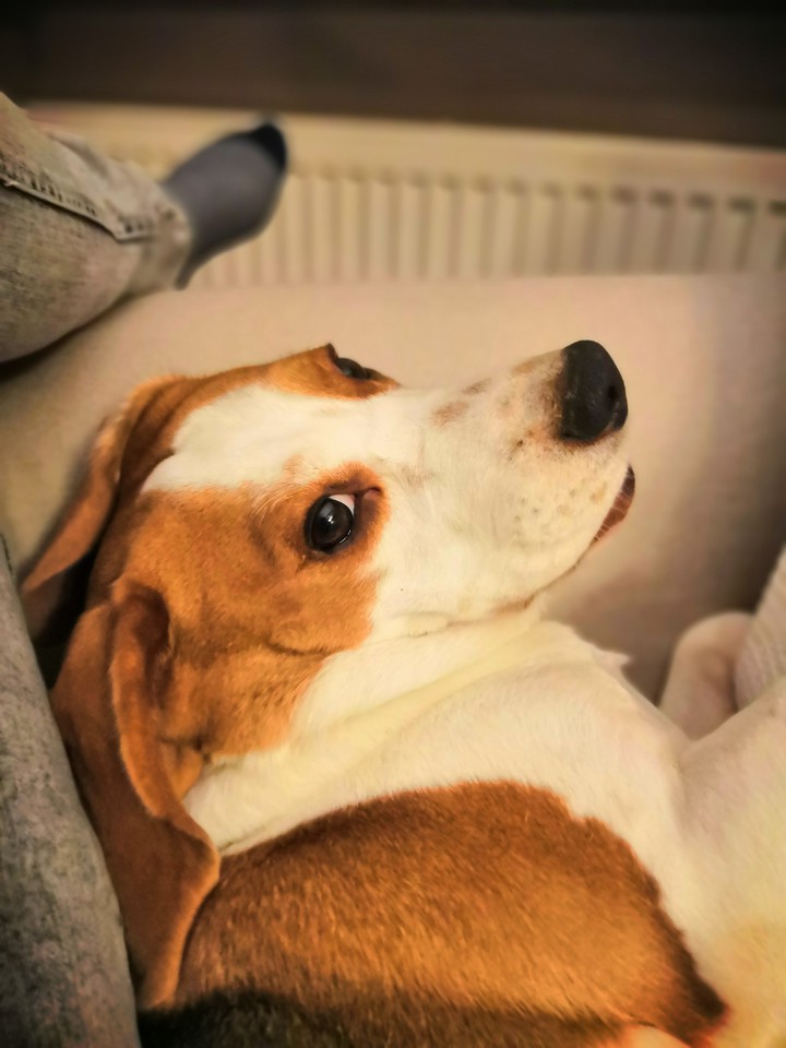 Hund