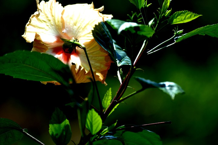flowers