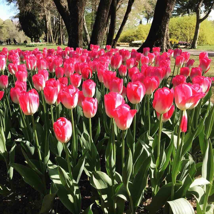 Pink tulips
