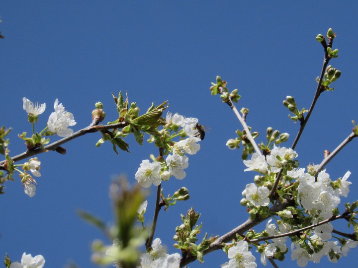 bee