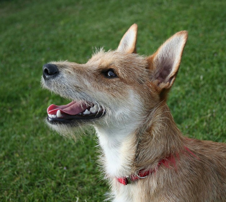 Dog