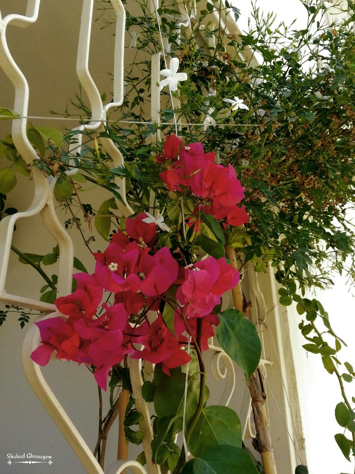 flower