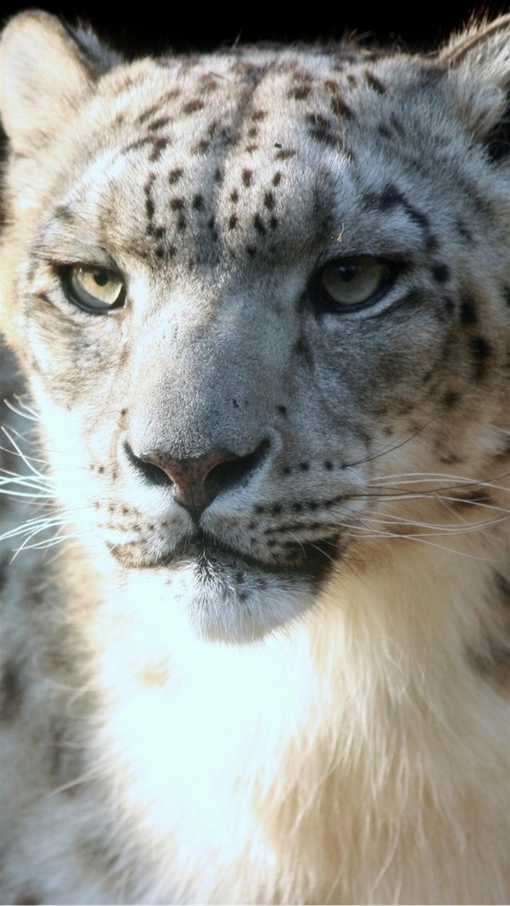 leopard