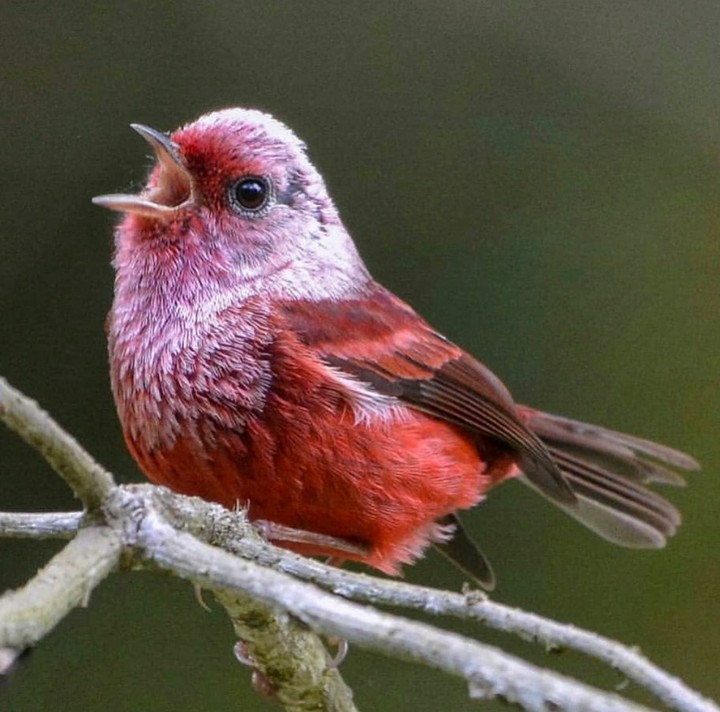 bird