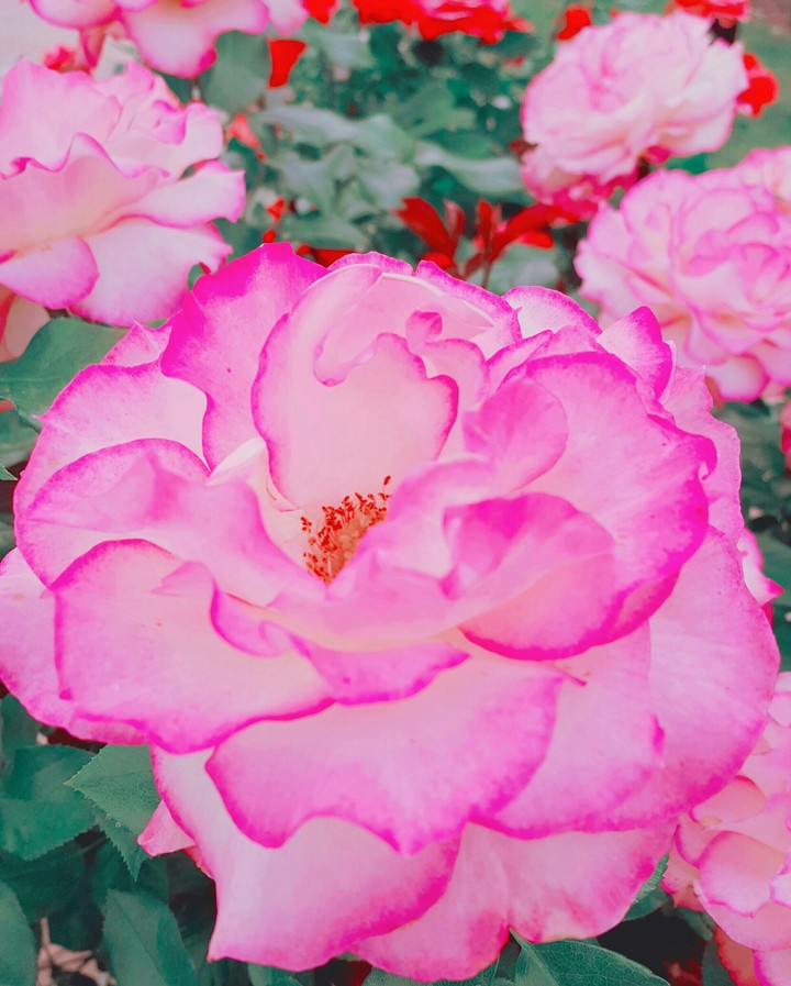 Pink Flower