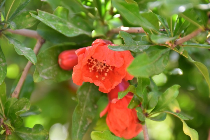 Pomegranate Blossom