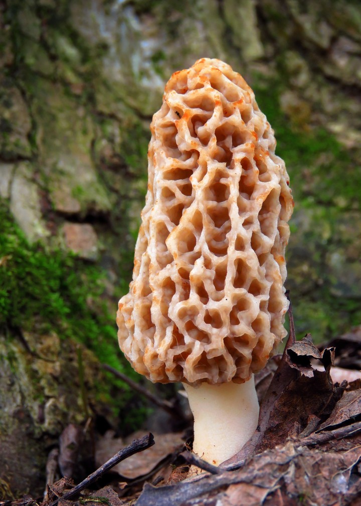 mushrooms