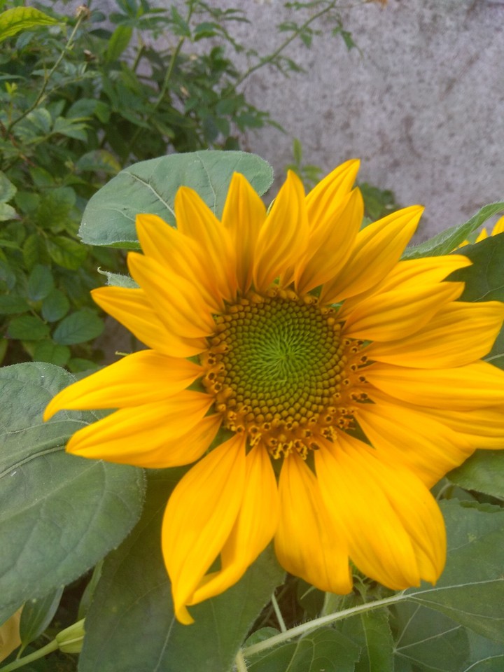 sobnenblume