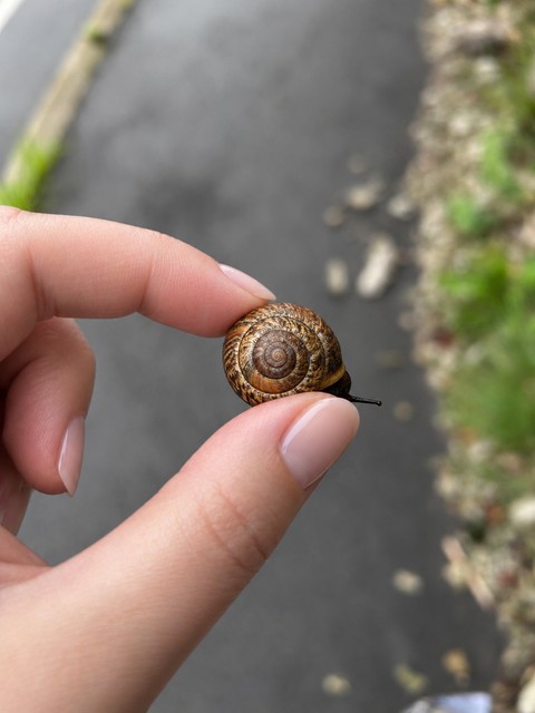 fondos de pantalla Close-up, gastropods