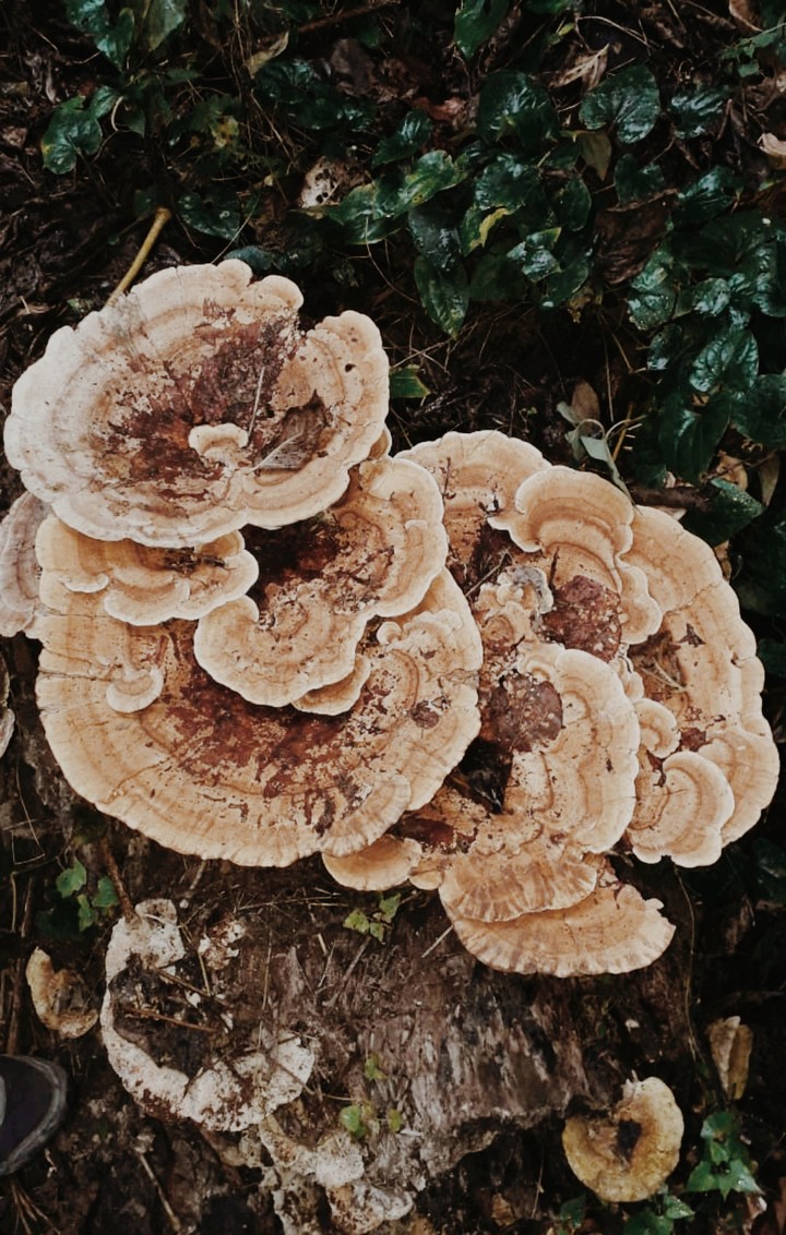 Arts Of Nature