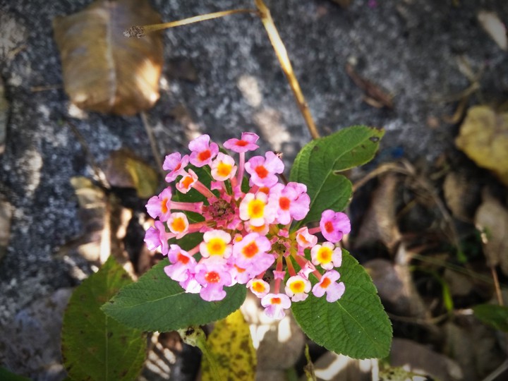 flower