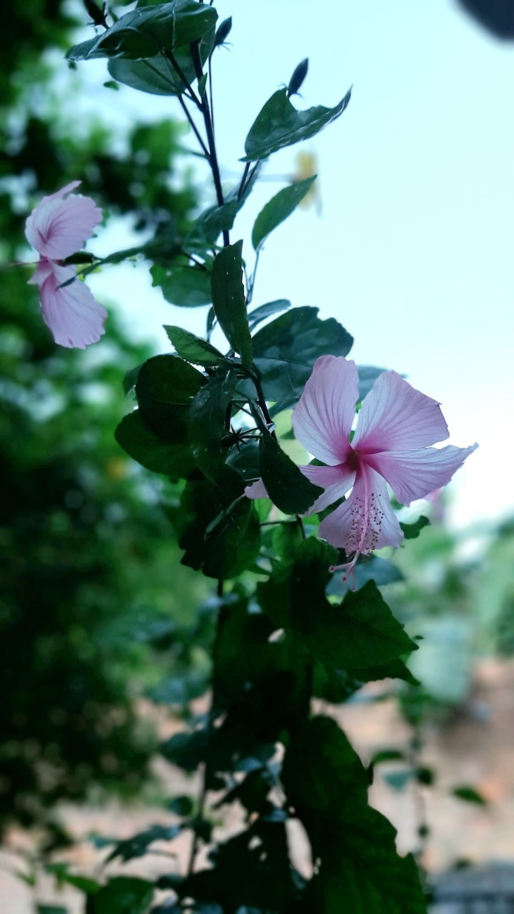 Flores