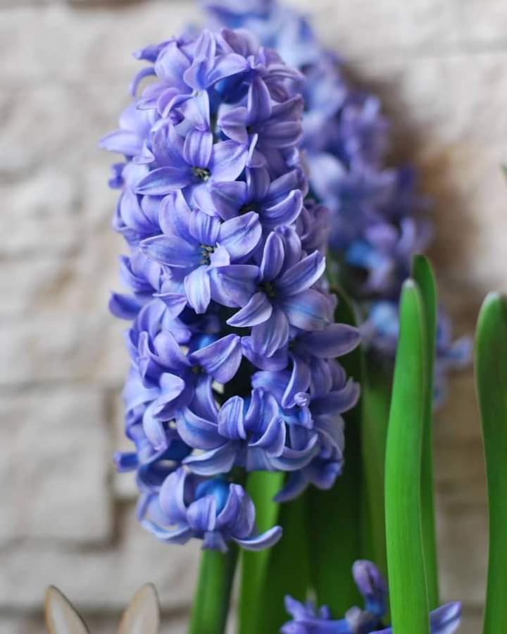 Hyacinth