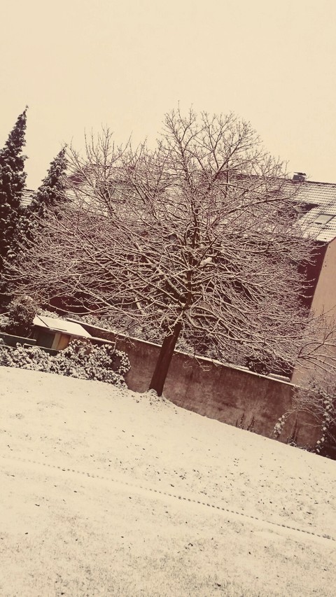 The tree