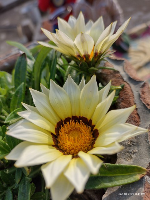 fonds d'écran Pollen, botany