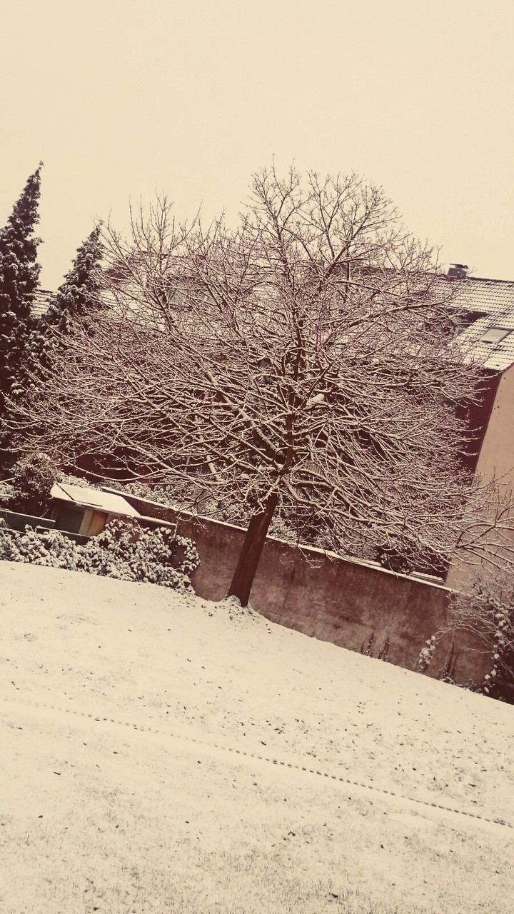 The tree