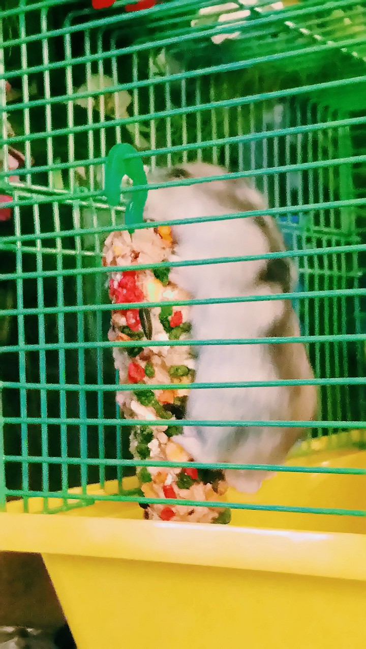 Chomik