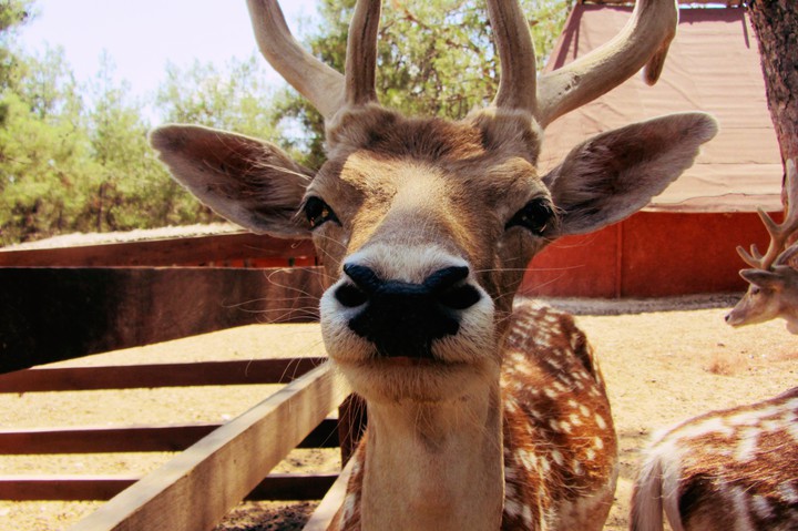 zoo Gaziantep