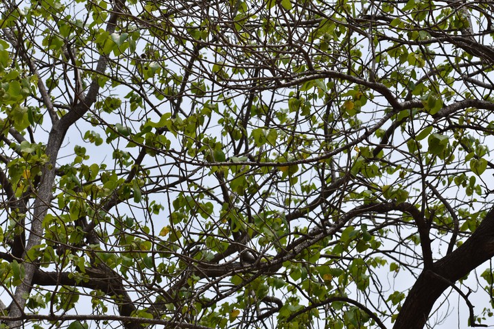 tree
