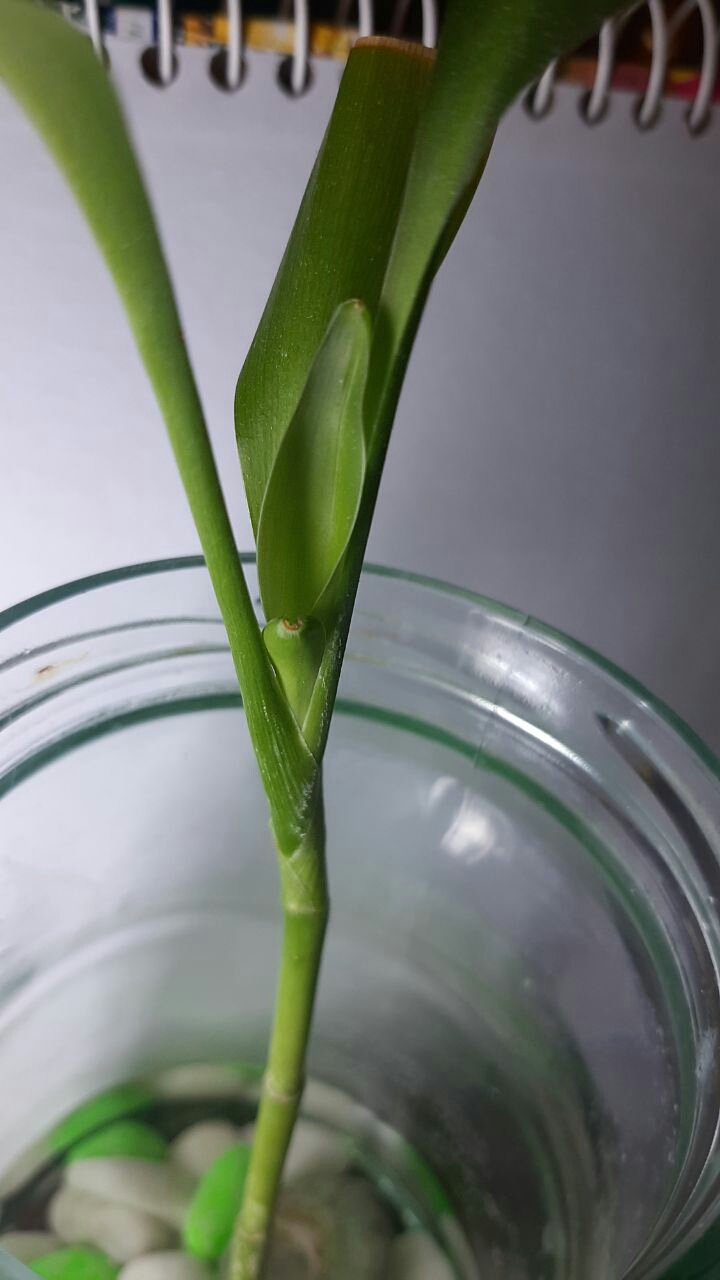bamboo
