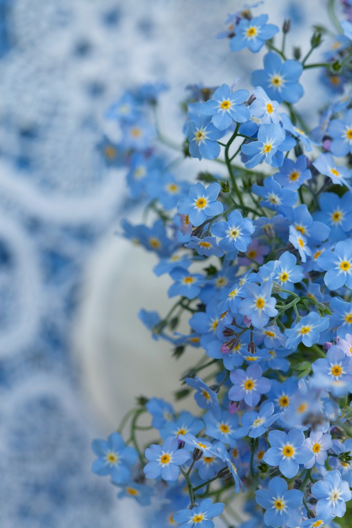 ♧♡❁~•°•°•°•°•~❁♡♧