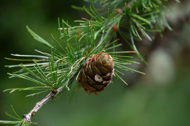 branch