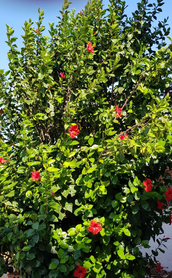 Roses