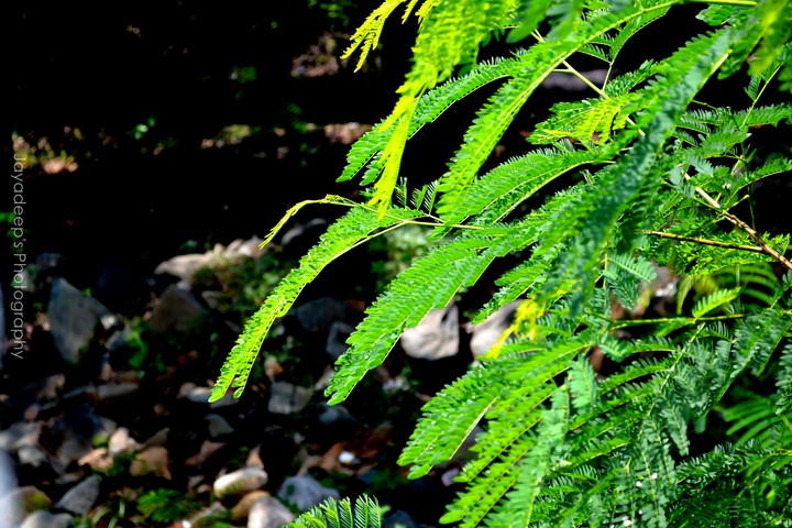 greenery around