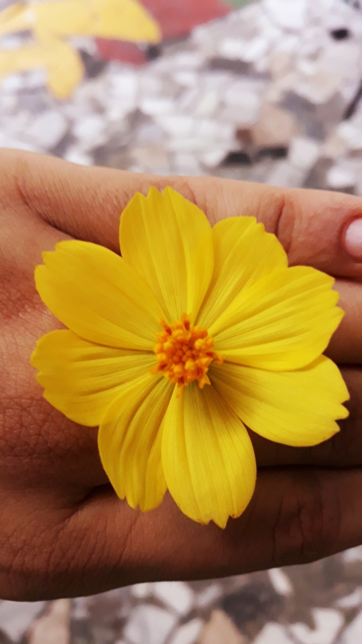 Flor amarela