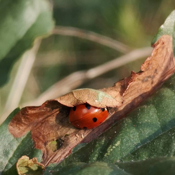 Marienkäfer im Versteck
