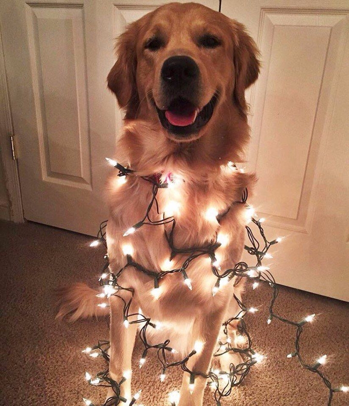 dog