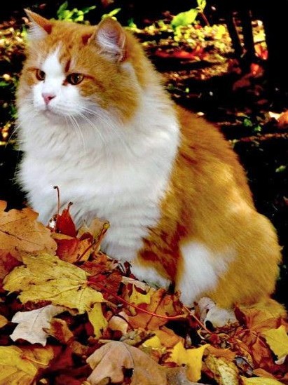 light, felidae duvar kağıtları