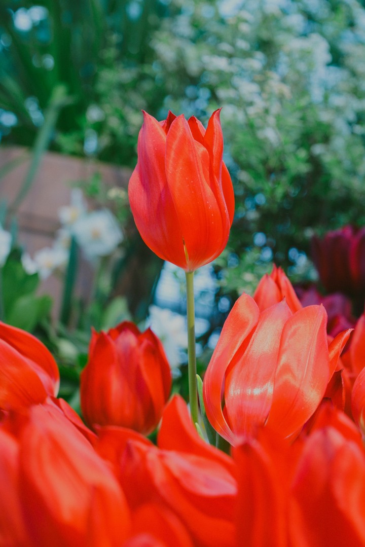 Аленький цветочек tulip