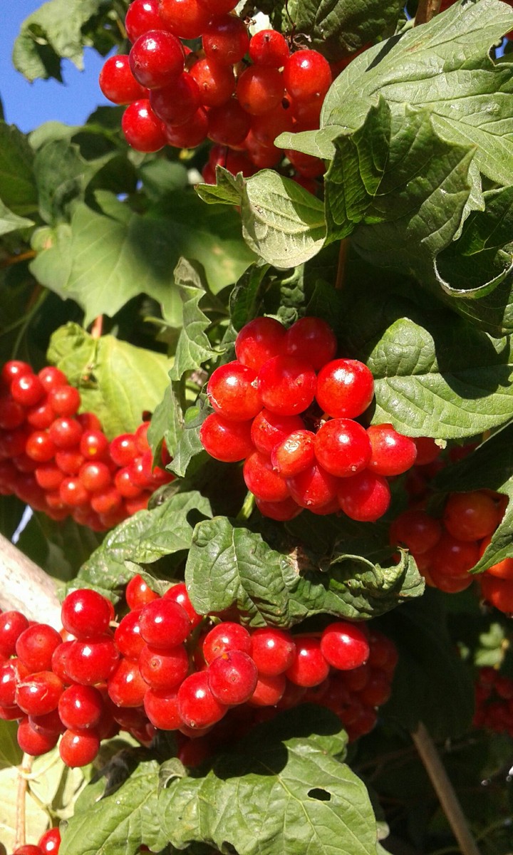 Viburnum