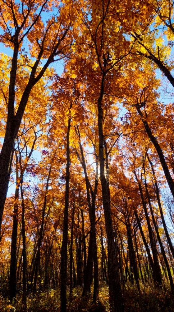 Fall time trees!!