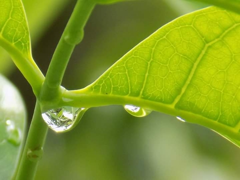 plant, moisture壁紙