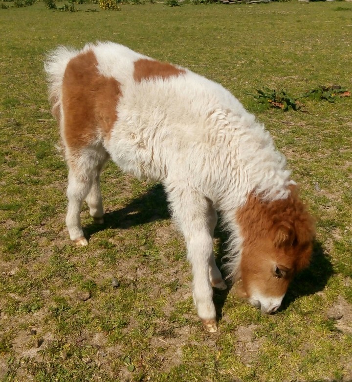 #animal #little #horse 