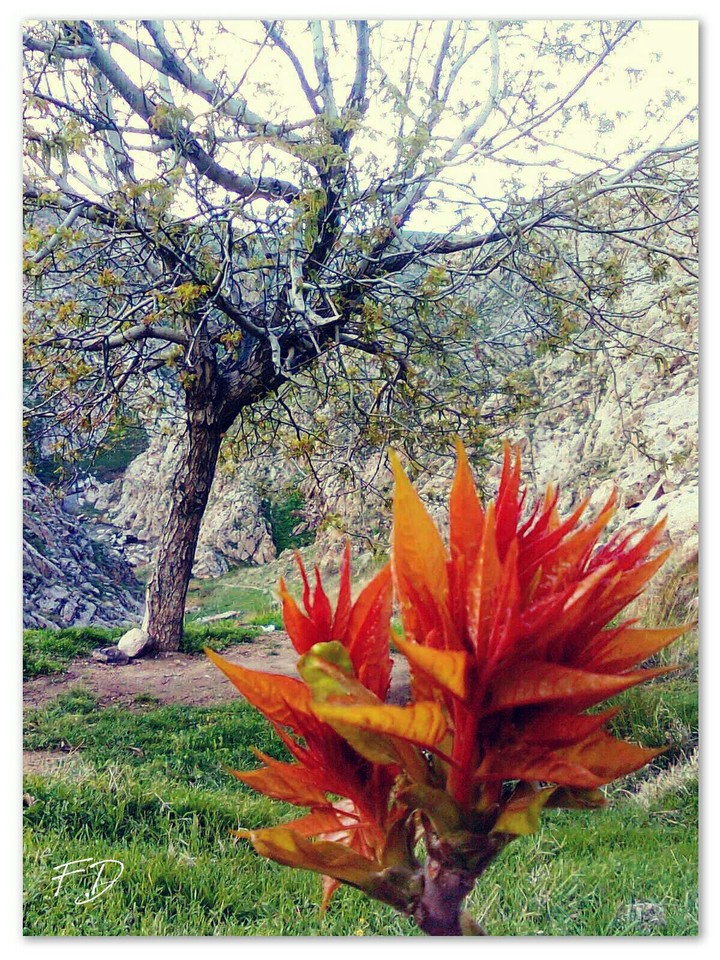 plant