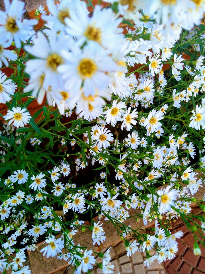 Margaridas